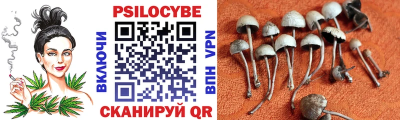 где купить наркоту  Можга  Псилоцибиновые грибы Psilocybe 